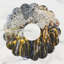 Jovem Selo De Peles Na Rocha