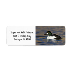 Etiqueta Pato de Goldeneye masculino