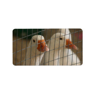 Etiqueta Patos de Pequim na imagem da gaiola