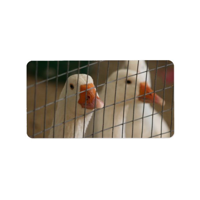 Etiqueta Patos de Pequim na imagem da gaiola (Frente)