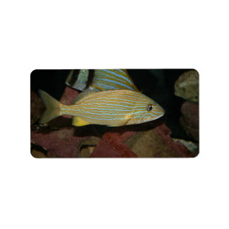 Etiqueta peixe-salgada-listra-azul