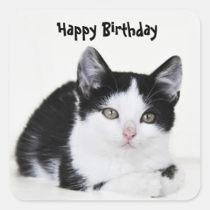 Etiqueta pensativa branca preta do gatinho