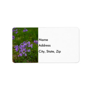 Etiqueta Phlox Azul Selvagem