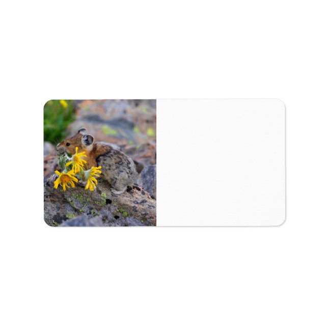 Etiqueta pika (Frente)