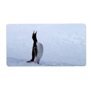 Etiqueta Pinguim Gentoo