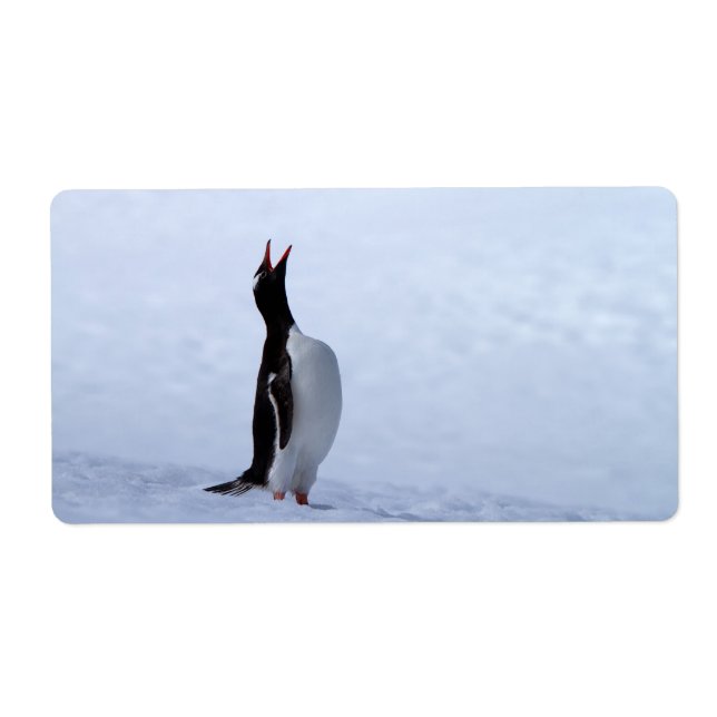 Etiqueta Pinguim Gentoo (Frente)