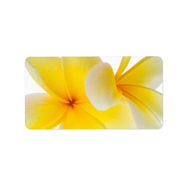 Etiqueta Plumeria Flores Hawaiian White Yellow Frangipani (Frente)