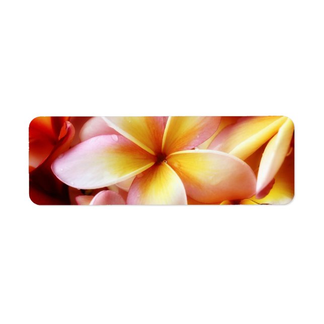 Etiqueta Plumeria Frangipani Hawaii Flor Vazio Personalizad (Frente)