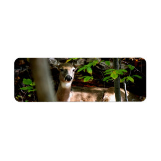 Etiqueta Porco branco da cauda