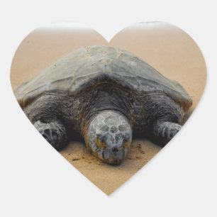 Etiqueta psta em perigo da tartaruga de mar