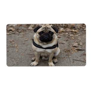 Etiqueta Pug Muito Grave