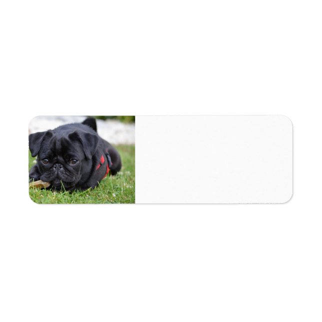 Etiqueta pug preto deitado (Frente)