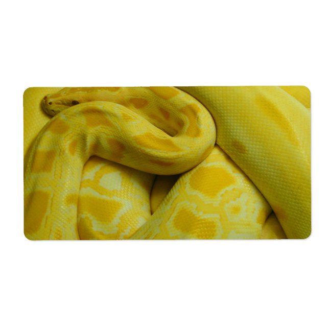 Etiqueta Python Amarelo birmanês (Frente)