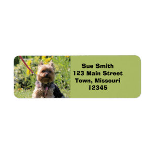 Etiqueta Querido simples