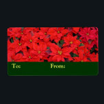 Etiqueta Red Poinsettias I Festa Floral de Natal<br><div class="desc">Aqui está uma linda foto de Natal de um monte de minha flor de Natal favorita,  poinsettias. Veja na nossa loja mais poinsetos de férias,  incluindo brancos e cor-de-rosa,  assim como outras cenas de feriado. Esta imagem também é apresentada como o wallpaper widescreen "Red Poinsettias I" em www.mlewallpapers.com.</div>