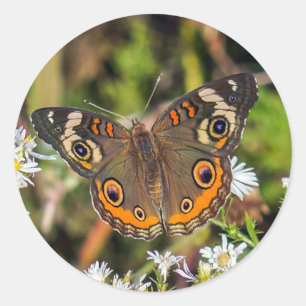 Etiqueta redonda da borboleta comum do Buckeye