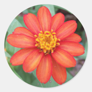 Etiqueta redonda do Zinnia alaranjado brilhante,