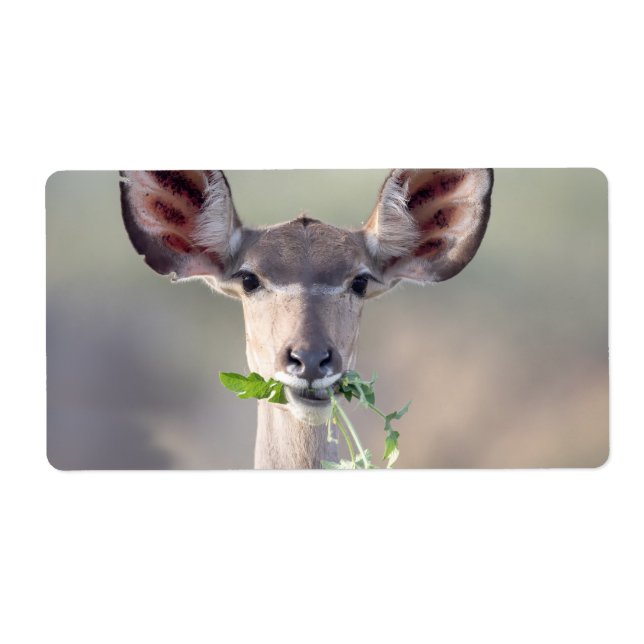 Etiqueta Retrato de Kudu (Frente)