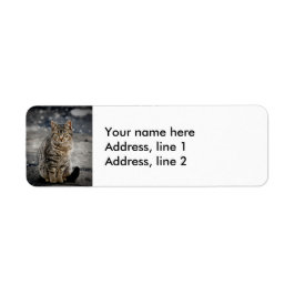 Etiqueta Retrato de um gato