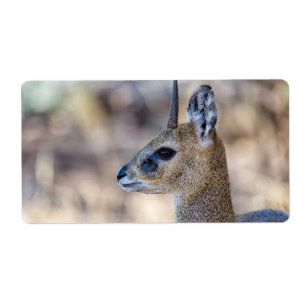 Etiqueta Retrato do Klipspringer
