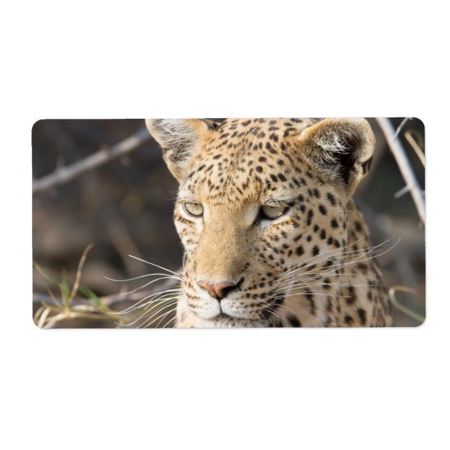 Etiqueta Retrato leopardo (Frente)