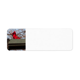 Etiqueta return address labels Cardina;