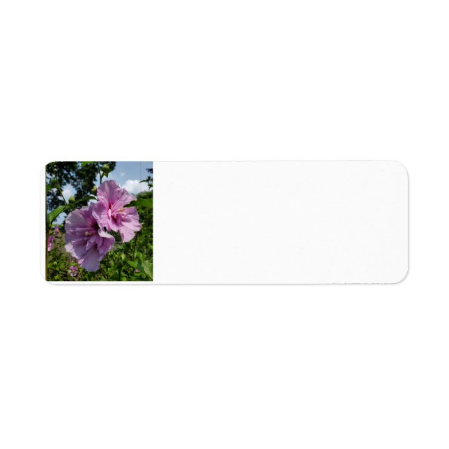 Etiqueta Rosa de Sharon (Frente)