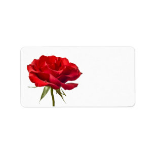 Etiqueta Rosa vermelha no branco - modelo personalizado dos