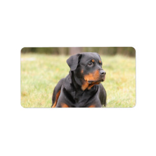 Etiqueta Rottweiler bonito grande