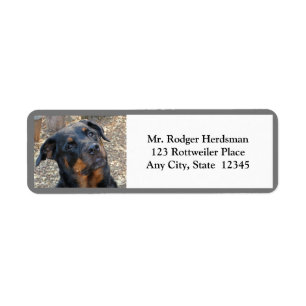 Etiqueta Rottweiler Cabeça Inclinada Rótulo de Endereço de