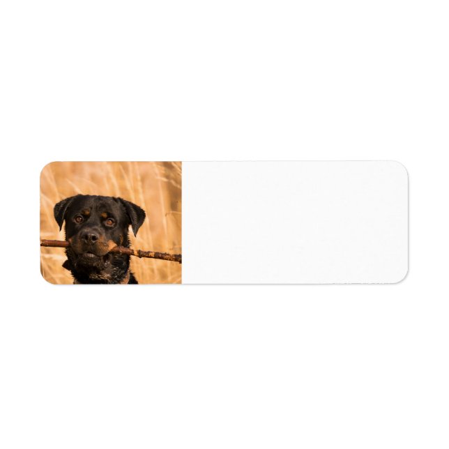 Etiqueta Rottweiler Com Um Pente (Frente)