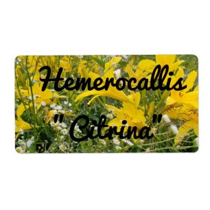 ETIQUETA RÓTULO DA CITRINA HEMEROCALLIS