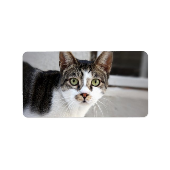 Etiqueta Rótulo de Endereço de Gato (Frente)