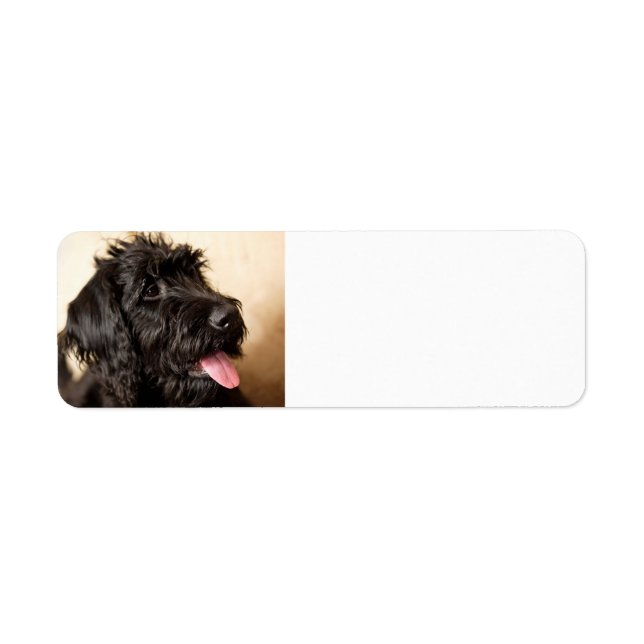 Etiqueta Rótulo de Endereço de Retorno do Labradoodle (Frente)