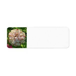 Etiqueta Rótulo de endereço de retorno Zinnia