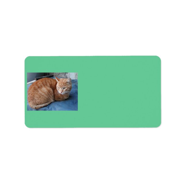 Etiqueta Rótulo de Endereço do Gato Beige (Frente)