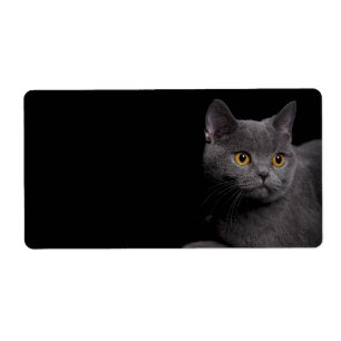 Etiqueta Rótulo de Entrega de Gatos de Ar Curto Britânico