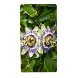 Etiqueta Rótulo de Flor da Paixão Roxa
