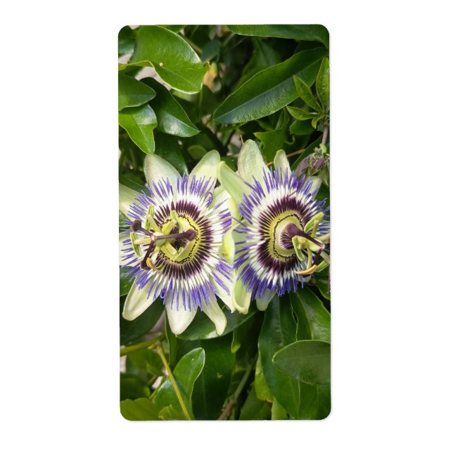 Etiqueta Rótulo de Flor da Paixão Roxa (Frente)