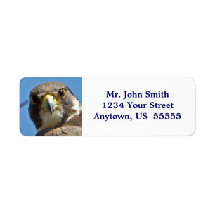Etiqueta Rótulo Peregrine Falcon