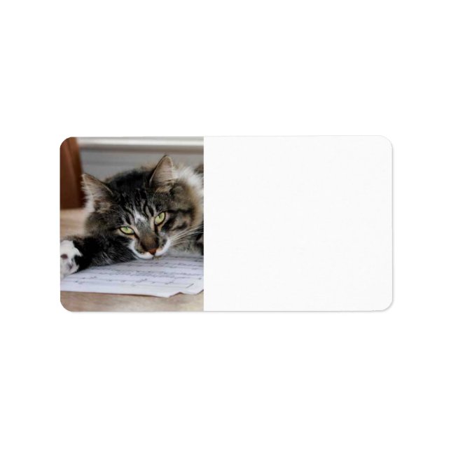 Etiqueta Rótulos de Endereço de Gato Musical (Frente)