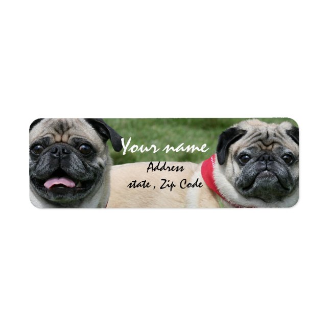 Etiqueta Rótulos de endereços para cães-Pug (Frente)