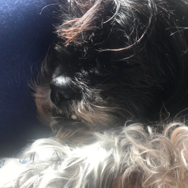 ETIQUETA **RÓTULOS TRIPLET TEDDY** (NAPTIME FOR GABBY)