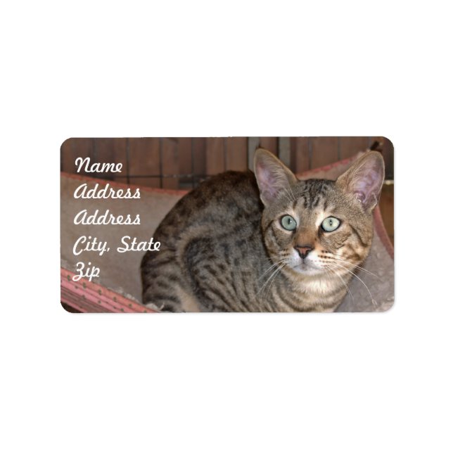 Etiqueta Savannah Cat Address Sticker (Frente)