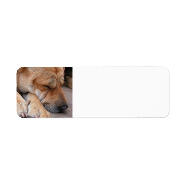 Etiqueta shar pei dormindo.png (Frente)