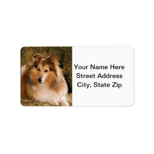 Etiqueta Sheltie