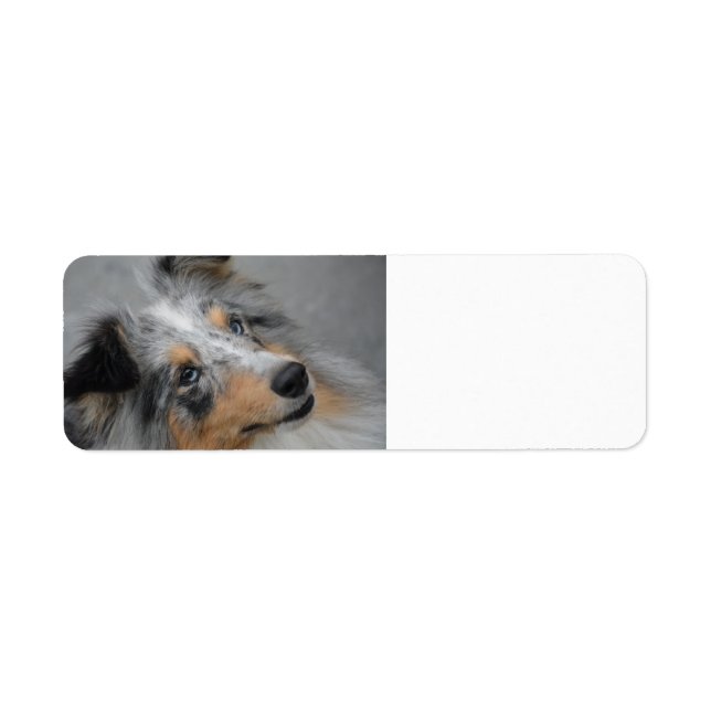 Etiqueta Shetland Sheepdog Azul Tri (Frente)