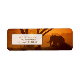 Etiqueta Silhueta bonita do elefante durante o por do sol