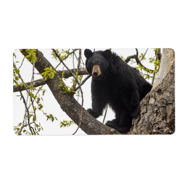 Etiqueta Sobe Urso Negro (Frente)