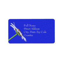 Solteiro Daisy Flower (Flor de margarida do ) pers